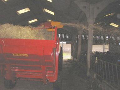 Teagle Tomahawk bedding the cattle at Cornhills Farm.